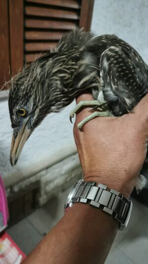 Animali selvatici feriti, Comune di Taranto e Wwf lanciano un numero verde dedicato