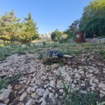 testuggine Oasi WWF compressa